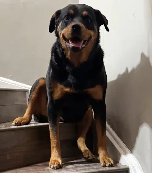 Maya